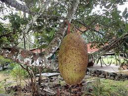 Oct 25, 2017 · in apples fruit buds are borne terminally, unfolding to produce leafy shoots that terminate in flower clusters. Jackfruit By Albert Kang Jungledragon