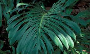 Cold hardy philodendron selloum giant split leaf phil will award your garden spaces with the ever sought after tropical look and feel. Monstera Deliciosa Growing The Swiss Cheese Plant At Home Epic Gardening