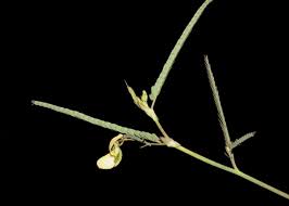 Image result for Aeschynomene pawekiae