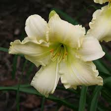 Image result for Anthericopsis