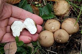 Young puffball mushrooms aren't poisonous and shouldn't make you sick. Foraging Puffball Mushrooms