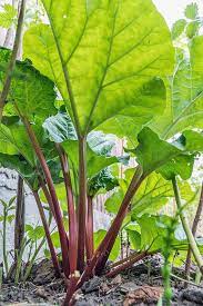 How To Grow And Care For Rhubarb Plants | Gardener's Path