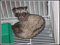 Cinchan The Civet Cat The Fluffies The Purrrrs