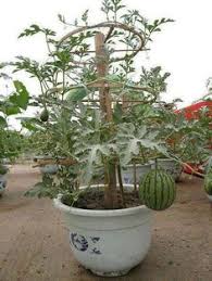 Our watermelon seeds for sale are fun to grow in the garden because the vines very quickly grow to then you get to watch the melons form on the vines, and the best part is harvesting the melons. 14 Best Growing Watermelon Ideas In 2021 Watermelon How To Grow Watermelon Growing