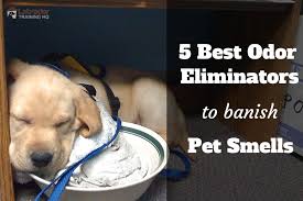 The right scented dog candles can help eliminate pet odors and keep your house smelling great. 5 Best Odor Eliminators To Banish Pet Smells