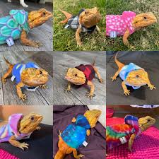 Bearded dragon clothing pumpkin | etsy. Beardie Hoodies Bearded Dragon Clothes Bearded Dragon Cute Bearded Dragon Toys
