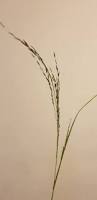 Image result for Eragrostis tef