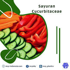 Meskipun merupakan jenis sayuran baru yang hadir di indonesia, tetapi kini kailan telah menjadi kegemaran bagi sebagian masyarakat. Berkenalan Dengan Jenis Sayuran Cucurbitaceae Pt Mutiaracahaya Plastindo