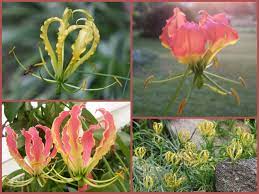 Day 31 Subject Something Beautiful Flame Lily Gloriosa Superba National Flower Of Zimbabwe Rhodesia Simply Beautifu Flowers Lily Something Beautiful