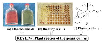 Image result for Uvaria angolensis