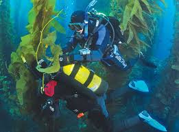 Swimming In The Forest A Kelp Diving How To Scuba Diving News Gear Education Dive Training Magazine Diving Cave Diving Training Magazine