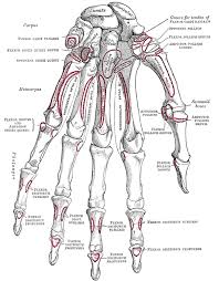 Image result for Pisiform Bone