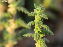 Image result for Dysphania pumilio