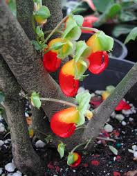 Image result for Impatiens niamniamensis