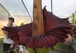 Franklin Park Zoo Visitors Bask In The Glory Of The Corpse Flower The Boston Globe Franklin Park Zoo Corpse Flower Garden Whimsy