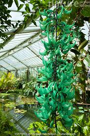 Image result for Strongylodon macrobotrys