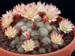 It is supposed to be a thanksgiving cactus, but it blooms continuously all year. Rebutia Sunrise World Of Succulents Cactus House Plants Cactus Flower Cacti And Succulents