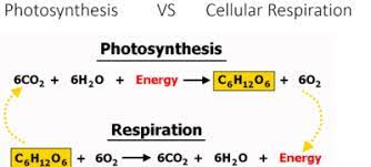 Aerobic respiration requires oxygen (o2) in order to create atp. Photosynthesis And Cellular Respiration Science Quizizz