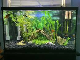 Rated 2 10 Gallons Freshwater Fish Tank My 10 Gallon Semi Planted Tank Fresh Water Fish Tank Fish Tank Plants Fish Tank