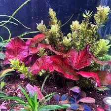 Image result for Nymphaea lotus