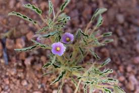 Image result for Monsonia senegalensis