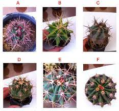 Also, cactus may offer enzymatic system useful for the transformation of toxic textile dyes. Processes Free Full Text Antiproliferative Antimicrobial And Antifungal Activities Of Polyphenol Extracts From Ferocactus Species Html