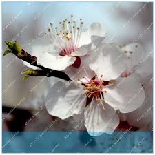 Its cultivars include white, pink, rose, and red flowering in single and double forms. 10pcs Bag Japanese Apricot Chinese Plum Blossom Prunus Flower Tree Seeds Mume Wi Perennial Seeds Home Garden Worldenergy Ae