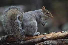Watch Germans Try To Say The Word Squirrel Squirrel Little Pets German