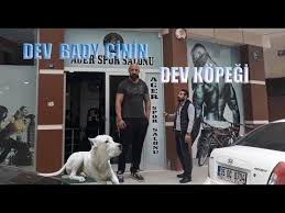 Dev Adamlarin Dev Kopegi Dogo Argentino Fitness Yapan Kopek Youtube Adam Devine Kopek Fitness
