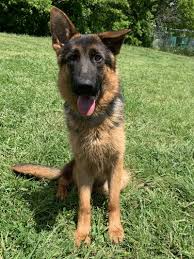 Our fk9 team consists of imports from the czech republic and the netherlands with highly acclaimed pedigrees that speak for themselves. Emmett Vom Nevadahaus Nevada Haus German Shepherd Puppies