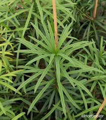 Image result for Podocarpus latifolius