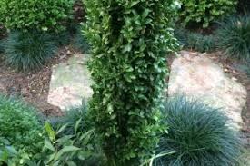 Image result for Buxaceae