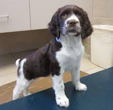 Black And White Short Hair English Springer Spaniel Raised The Springer Spaniel Springer Spaniel English Springer Spaniel Spaniel