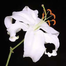 Low prices guaranteed · top quality calla lilies · free shipping White Stargazer Lily Flower By Kari Weiss Sharp