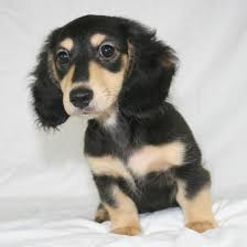 Black And Cream Mini Dachshund Black Cream Dachshund Cute Cats And Dogs Dapple Dachshund Cream Dachshund
