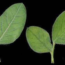 Image result for Indigofera flavicans