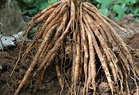 Image result for Asparagus racemosus