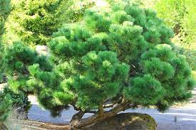 Maybe you would like to learn more about one of these? Pinus Thunbergii Thunderhead Japanese Black Pine Conifer Kingdom