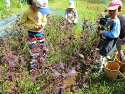 草木染め体験 千葉県いすみ環境と文化のさとセンター