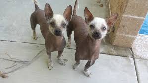Don't miss what's happening in your neighborhood. A New Rescue Group Aims To Help The Rare Xoloitzcuintli Breed