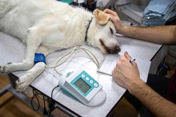 Low-Cost Vet Clinics vs Full-Service Care Explained
