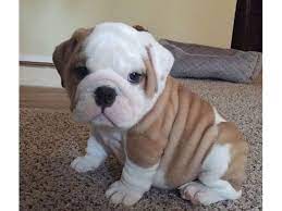 Find english bulldogs and puppies from california breeders. Adorable English Bulldog Puppies For Re Homing Animals Agoura Hills California Announcement 93763