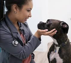 Affordable pet hospital near me. Affordable Veterinary Clinic Essentials Petcare Located In Walmart