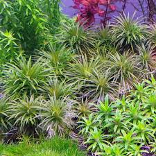 Image result for Syngonanthus angolensis