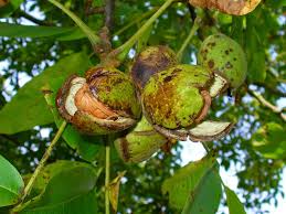 Image result for Juglans