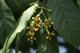 Image result for Schrebera trichoclada