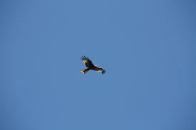 Maybe you would like to learn more about one of these? List Of Soaring Birds Wikipedia