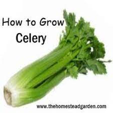 How To Grow Celery Growing Celery Celery Plant Growing Zucchini