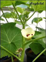 And if they don't get enough it can affect the size that the cucumbers grow to. Simple Living In Nancy Fat Stubby Okra Lady S Finger Harvesting The First Fruit
