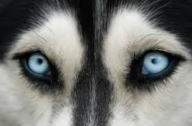 Scientists Reveal Why Huskies Have Blue Eyes Petguide Husky Eyes Huskies Dogs Blue Eyes Dog Eyes